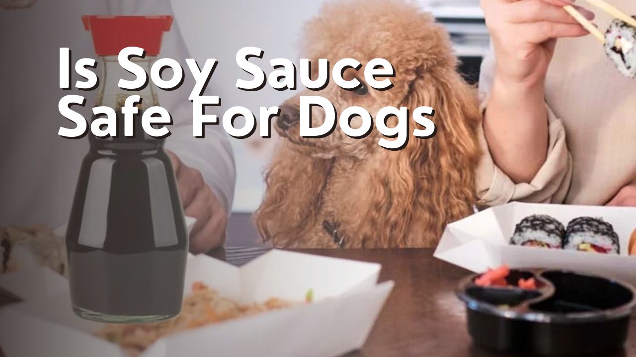 Is Soy Sauce Safe For Dogs