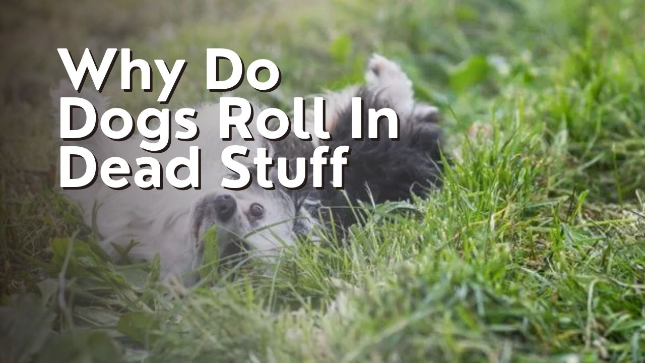 Why Do Dogs Roll In Dead Stuff