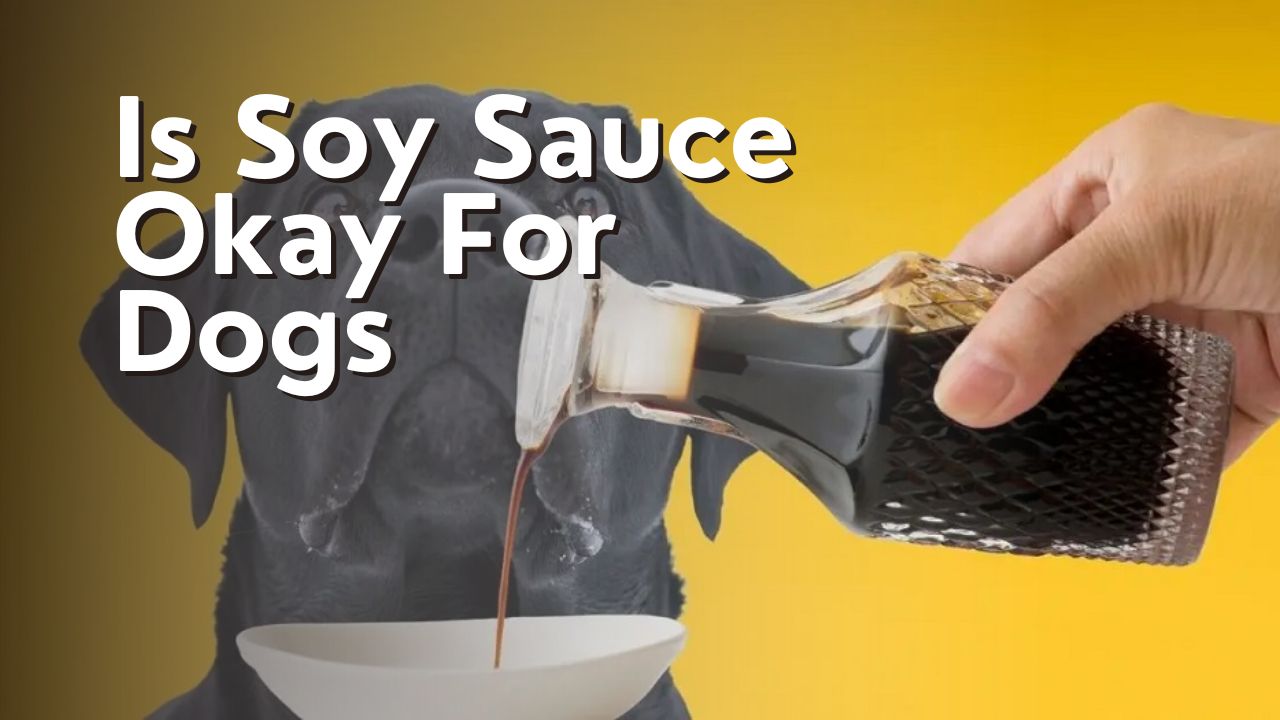 Is Soy Sauce Okay For Dogs