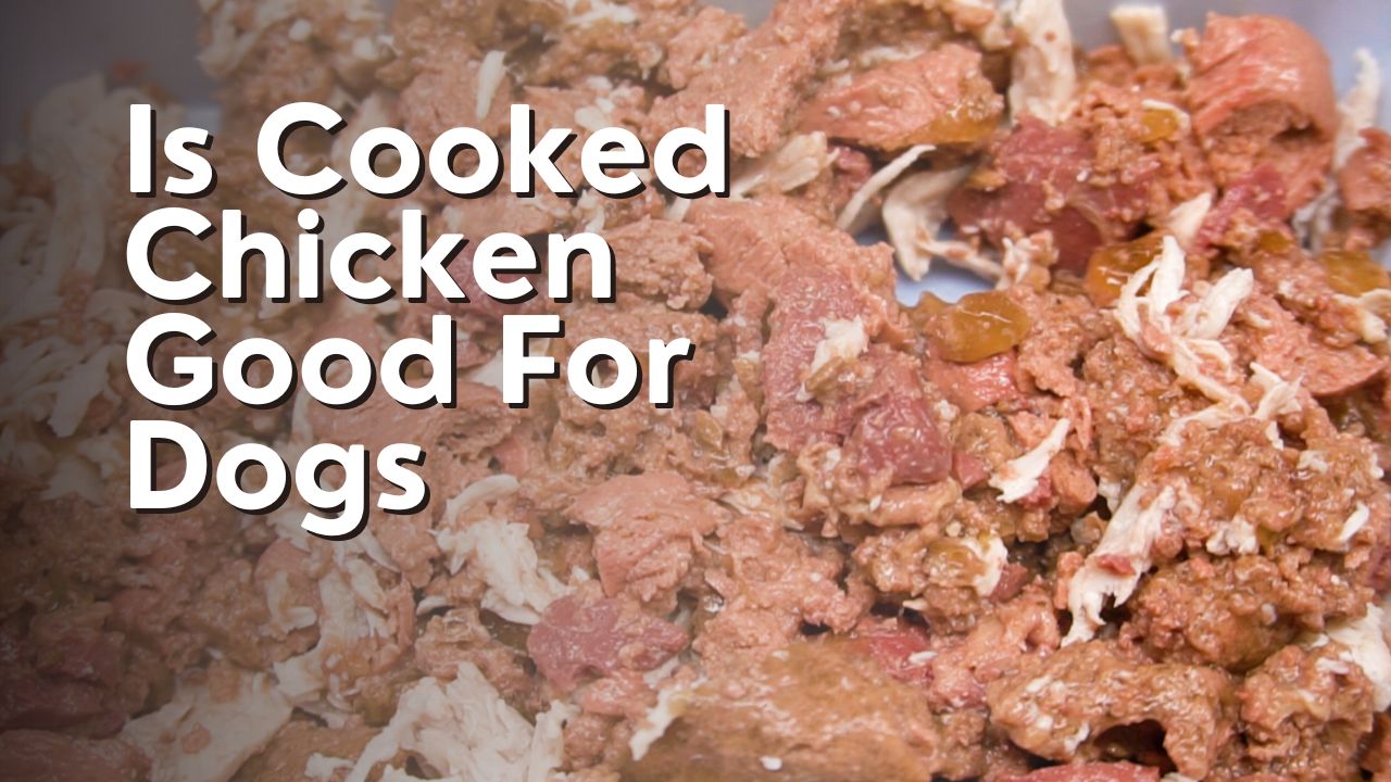 Is Cooked Chicken Good For Dogs