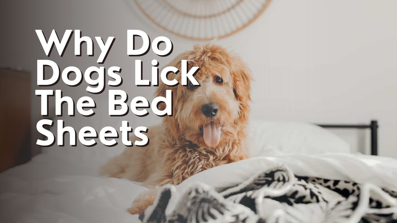 Why Do Dogs Lick The Bed Sheets