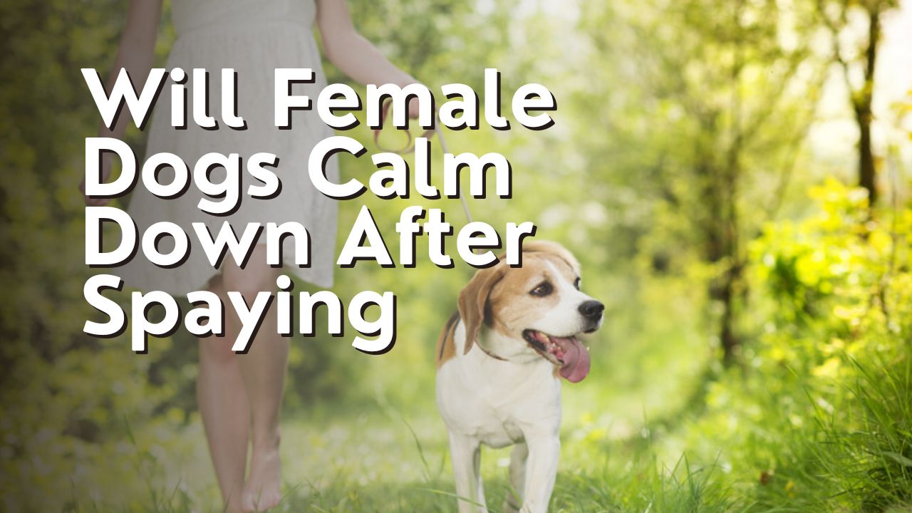 Will Female Dogs Calm Down After Spaying