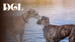 What Breeds Of Dogs Are Brindle