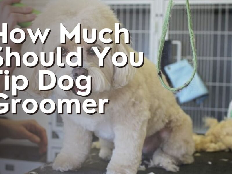 How Much Should You Tip Dog Groomer