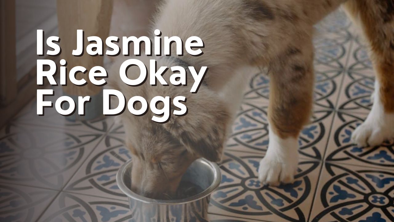 Is Jasmine Rice Okay For Dogs