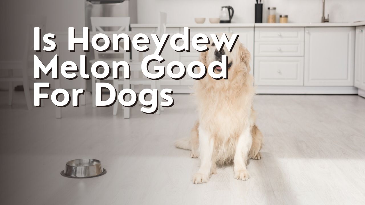 Is Honeydew Melon Good For Dogs