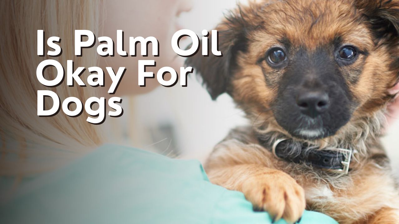 Is Palm Oil Okay For Dogs